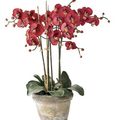 үй өсімдіктер Фэлэенопсис Гүл шөпті, Phalaenopsis қызыл Фото