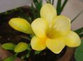 yellow Herbaceous Plant Freesia Photo and characteristics