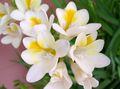 white Herbaceous Plant Freesia Photo and characteristics