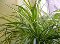  Spinne Pflanze, Chlorophytum grün Foto