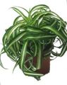 bigarré Herbeux Plante Araignée Photo et les caractéristiques