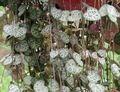 Indoor Plants Rosary Vine, String of Hearts, Ceropegia woodii motley Photo