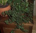 green Hanging Plant Cyanotis Photo and characteristics