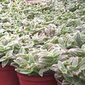 შიდა მცენარეები Cyanotis ვერცხლისფერი სურათი