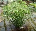  Umbrella Plant, Cyperus light green Photo