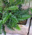 Topfpflanzen Holly Fern, Cyrtomium dunkel-grün Foto