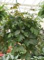 dark green Hanging Plant Grape Ivy, Oak Leaf Ivy Photo and characteristics