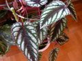 Indoor Plants Grape Ivy, Oak Leaf Ivy, Cissus motley Photo