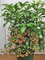 Indoor Plants Coral Berry, Hen's Eyes tree, Ardisia green Photo