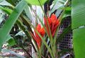 Indoor Plants Flowering Banana tree, Musa coccinea green Photo