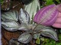 motley  Bertolonia, Jewel Plant Photo and characteristics