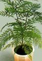 Indoor Plants Grevillea tree green Photo