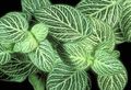 Topfpflanzen Fittonia, Nervenwerk gesprenkelt Foto