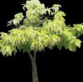 Topfpflanzen Pisonia bäume hell-grün Foto