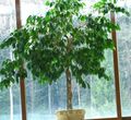 Topfpflanzen Pisonia bäume grün Foto