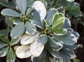 Topfpflanzen Japanese Lorbeer, Pittosporum Tobira sträucher gesprenkelt Foto