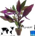 Topfpflanzen Alternanthera sträucher lila Foto