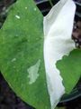motley Herbaceous Plant Colocasia, Taro, Cocoyam, Dasheen Photo and characteristics