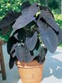 claret Herbaceous Plant Colocasia, Taro, Cocoyam, Dasheen Photo and characteristics