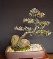 Indoor Plants Corokia tree silvery Photo