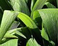 grün Grasig Curculigo, Palmgras Foto und Merkmale