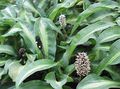 motley Herbaceous Plant Palisota Photo and characteristics