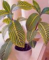 Indoor Plants Sanchezia shrub motley Photo