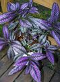 purple Herbaceous Plant Persian Shield Photo and characteristics