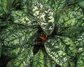 motley Herbaceous Plant Homalomena Photo and characteristics