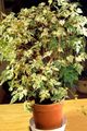 Indoor Plants Pepper Vine, Porcelain Berry liana, Ampelopsis brevipedunculata motley Photo
