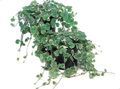 green Hanging Plant Ale Ivy, Field Balm, Ground Ivy Photo and characteristics