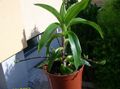 grün Grasig Callisia, Korb Pflanze, Golden Ranke Foto und Merkmale