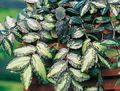 Topfpflanzen Pellonia, Hinterwassermelone Weinstock, Pellionia gesprenkelt Foto