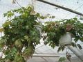 Topfpflanzen Monkey Seil, Wildem Wein, Rhoicissus grün Foto
