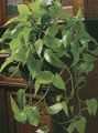 green Hanging Plant Epipremnum Photo and characteristics
