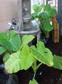 屋内植物 タロイモ、ヤウティア, Xanthosoma 薄緑 フォト