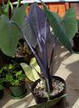 dark green Herbaceous Plant Malanga, Yautia Photo and characteristics