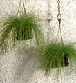 Indoor Plants Fiber-optic grass, Isolepis cernua, Scirpus cernuus green Photo