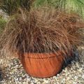 brown Herbaceous Plant Carex, Sedge Photo and characteristics