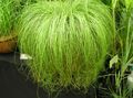 ljus-grön Örtväxter Carex, Starr Fil och egenskaper