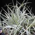 silvery Herbaceous Plant Carex, Sedge Photo and characteristics