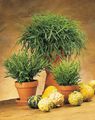 green Herbaceous Plant Miniature Bamboo Photo and characteristics