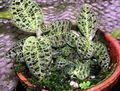motley Herbaceous Plant Macodes Photo and characteristics