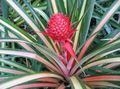motley Herbaceous Plant Pineapple Photo and characteristics