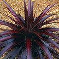 claret Herbaceous Plant Dyckia Photo and characteristics