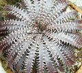silvery Herbaceous Plant Dyckia Photo and characteristics