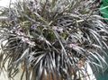 silvery Herbaceous Plant Black Dragon, Lily-turf, Snake's beard Photo and characteristics