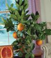 Indoor Plants Sweet Orange tree, Citrus sinensis green Photo