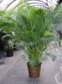 Indoor Plants Butterfly Palm, Golden Cane Palm tree, Areca green Photo
