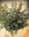 green Herbaceous Plant Mahogany Fern, Terrestrial Fern Photo and characteristics
